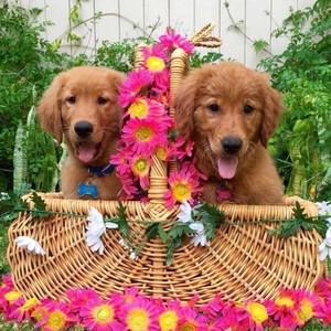 Meet your Posher, Audrey